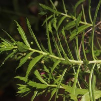 Angelonia goyazensis Benth.